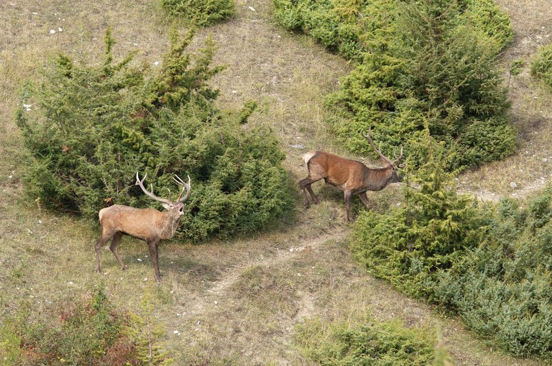 Un''arena molto contesa